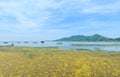 Algal bloom in a tropical ocean, Thailand Royalty Free Stock Photo