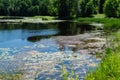 An algal bloom, the water in the river bloomed, the appearance of a lot of green algae, grass, water lilies among the trees Royalty Free Stock Photo