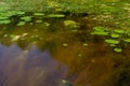An algal bloom, the water in the river bloomed, the appearance of a lot of green algae, grass, water lilies, reflections Royalty Free Stock Photo