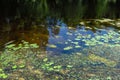 An algal bloom, the water in the river bloomed, the appearance of a lot of green algae, grass, water lilies among the trees Royalty Free Stock Photo