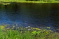 An algal bloom, the water in the river, pond bloomed, the appearance of a lot of green algae, grass, water lilies, flowers, summer Royalty Free Stock Photo