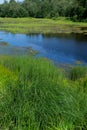 An algal bloom, the water in the river, pond bloomed, the appearance of a lot of green algae, grass, water lilies, summer Royalty Free Stock Photo