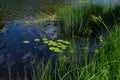 An algal bloom, the water in the river, pond bloomed, the appearance of a lot of green algae, grass Royalty Free Stock Photo