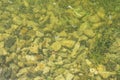 Algal blooms - green dirty surface on river