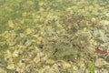 Algal blooms - green dirty surface on river