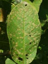 Algal leaf spot red rust on guava leave in Viet Nam. Royalty Free Stock Photo