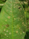 Algal leaf spot red rust on guava leave in Viet Nam. Royalty Free Stock Photo