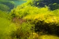 algal mess move in laminar flow after storm, green algae Ulva, Cladophora, Bryopsis oxygenate air bubble, low salinity