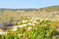Algarve: Dunes with Carpobrotus edulis plants, Costa Vicentina Portugal Royalty Free Stock Photo