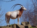 Algazelle Royalty Free Stock Photo