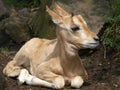 Algazelle Royalty Free Stock Photo