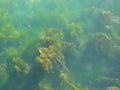 Algea