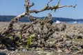 algea covered driftwood log with barnicles at low tide Royalty Free Stock Photo