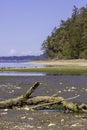 algea covered old driftwood on rocky beach Royalty Free Stock Photo