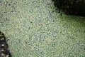 Algea