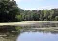 Algea pond in the woods Royalty Free Stock Photo