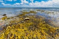 Algen im Wasser mit einem Stein und blauem Himmel