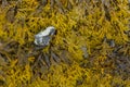 Algen im Wasser am Strand mit einem einzelnen Stein