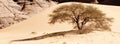 Algeria Sahara desert landscape Royalty Free Stock Photo