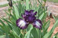 Algerian Iris, Purple with white lower petals