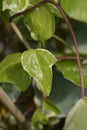 Algerian ivy Glorie de Marengo Royalty Free Stock Photo