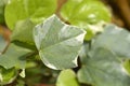 Algerian ivy Glorie de Marengo Royalty Free Stock Photo