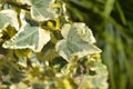 Algerian ivy Glorie de Marengo Royalty Free Stock Photo