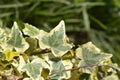 Algerian ivy Glorie de Marengo Royalty Free Stock Photo