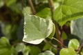 Algerian ivy Glorie de Marengo Royalty Free Stock Photo