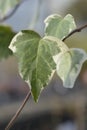 Algerian ivy Glorie de Marengo Royalty Free Stock Photo