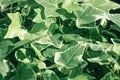 Algerian ivy hedera algeriensis