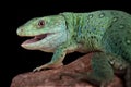 Algerian ocellated lizard Timon pater