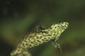 Algerian ribbed newt Royalty Free Stock Photo