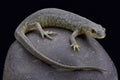 Algerian ribbed newt (Pleurodeles nebulosus) Royalty Free Stock Photo