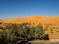 Algerian Sahara desert Golden sand dunes and palm trees