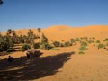 Algerian Sahara desert Golden sand dunes and palm trees