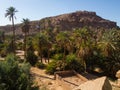 Algerian Sahara desert Oases palm trees and rocky gigantic ones Olympus Camera