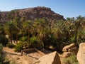 Algerian Sahara desert Oases palm trees and rocky gigantic ones Olympus Camera