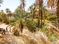 Algerian Sahara desert Thaghit Bechar Royalty Free Stock Photo