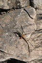 Algerian Sand Lizard & x28;Psammodromus algirus& x29; Mount Calamorro near