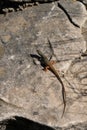 Algerian Sand Lizard & x28;Psammodromus algirus& x29; Mount Calamorro near