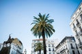 Palm tree in algiers city Royalty Free Stock Photo