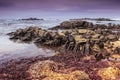 The wild rocky Indian Ocean coastline of Algoa Bay covered in red and yellow seaweed near Port Elizabeth, South Africa