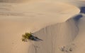 Algodones Sand Dunes Royalty Free Stock Photo