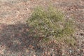 Alhagi sparsifolia shap in desert, adobergb