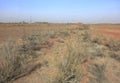 Wild grass in desert, adobe rgb