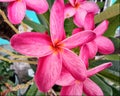 Alheli Frangipani Plumeria Rubra