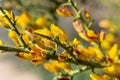 Aliaga, aulaga morisca Ulex parviflorus