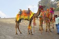 ALIBAUG BEACH, MAHARASHTRA, INDIA 13 JAN 2018, Camels ready to take tourists for joy rides at Alibaug beach