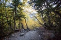 The Alibek valley forest